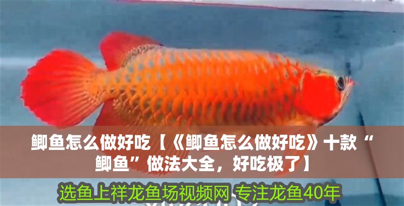 鯽魚怎么做好吃【《鯽魚怎么做好吃》十款“鯽魚”做法大全，好吃極了】