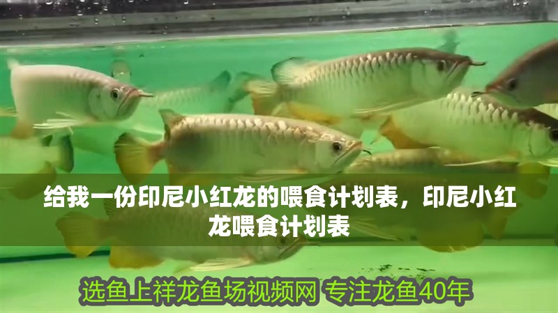 給我一份印尼小紅龍的喂食計劃表，印尼小紅龍喂食計劃表