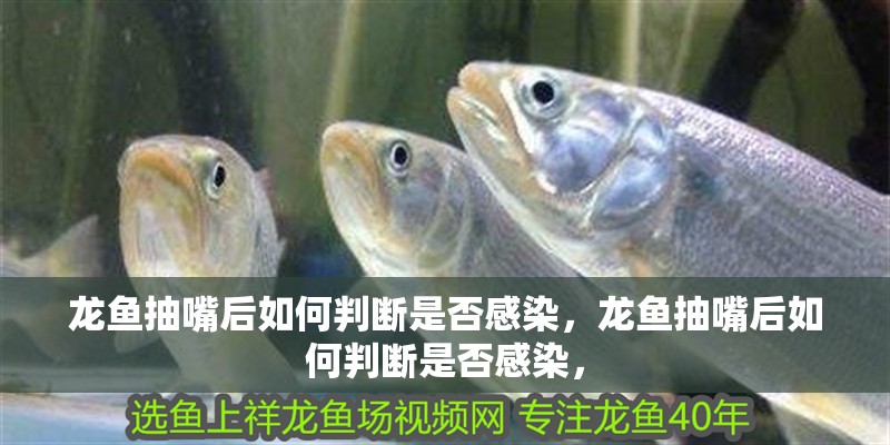 龍魚抽嘴后如何判斷是否感染，龍魚抽嘴后如何判斷是否感染，