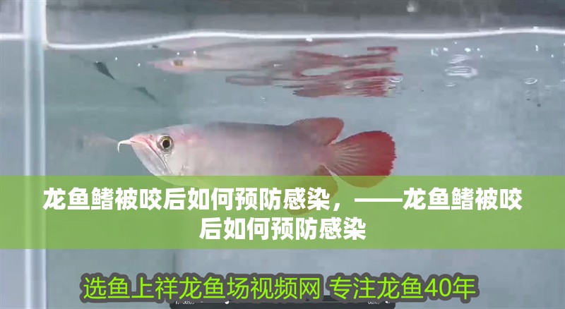 龍魚鰭被咬后如何預防感染，——龍魚鰭被咬后如何預防感染