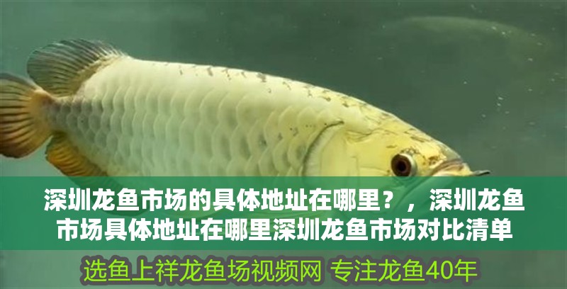 深圳龍魚市場的具體地址在哪里？，深圳龍魚市場具體地址在哪里深圳龍魚市場對比清單
