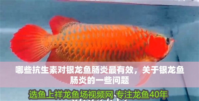 哪些抗生素對銀龍魚腸炎最有效，關(guān)于銀龍魚腸炎的一些問題