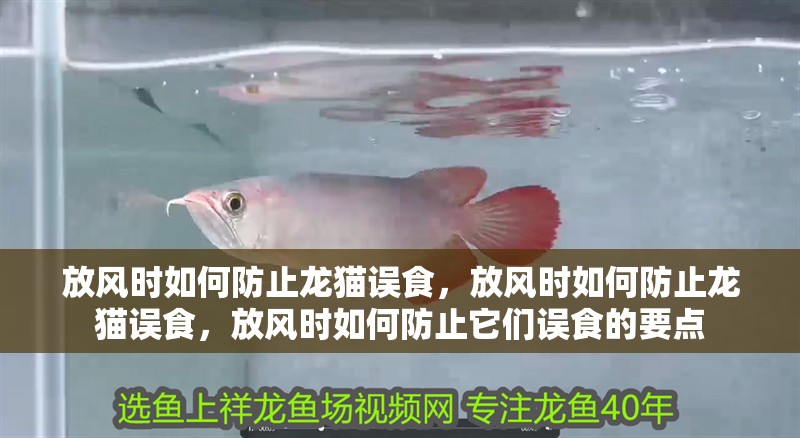 放風時如何防止龍貓誤食，放風時如何防止龍貓誤食，放風時如何防止它們誤食的要點