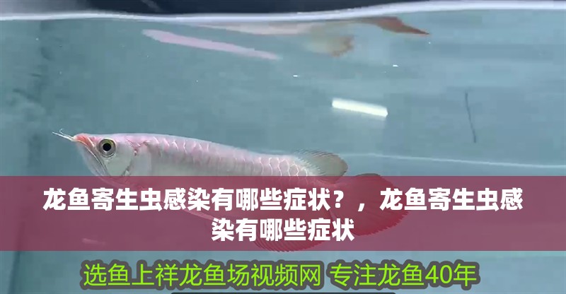 龍魚寄生蟲感染有哪些癥狀？，龍魚寄生蟲感染有哪些癥狀