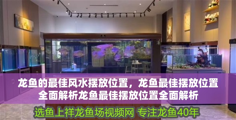 龍魚的最佳風水擺放位置，龍魚最佳擺放位置全面解析龍魚最佳擺放位置全面解析