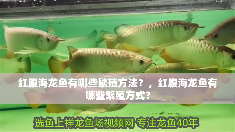 紅腹海龍魚有哪些繁殖方法？，紅腹海龍魚有哪些繁殖方式？
