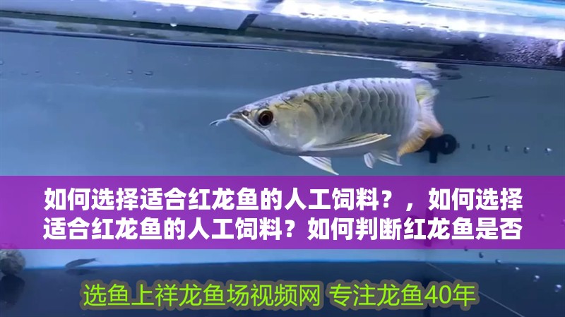 如何選擇適合紅龍魚的人工飼料？，如何選擇適合紅龍魚的人工飼料？如何判斷紅龍魚是否健康？