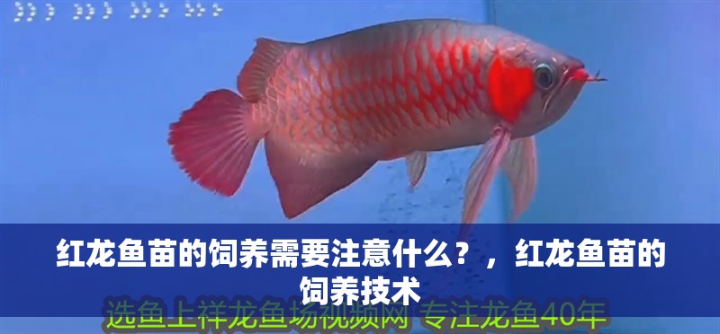 紅龍魚苗的飼養需要注意什么？，紅龍魚苗的飼養技術