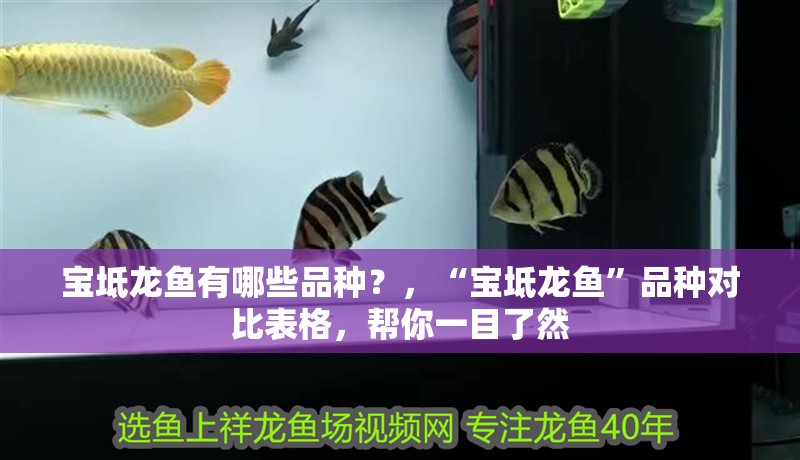 寶坻龍魚有哪些品種?,“寶坻龍魚”品種對比表格,幫你一目了然