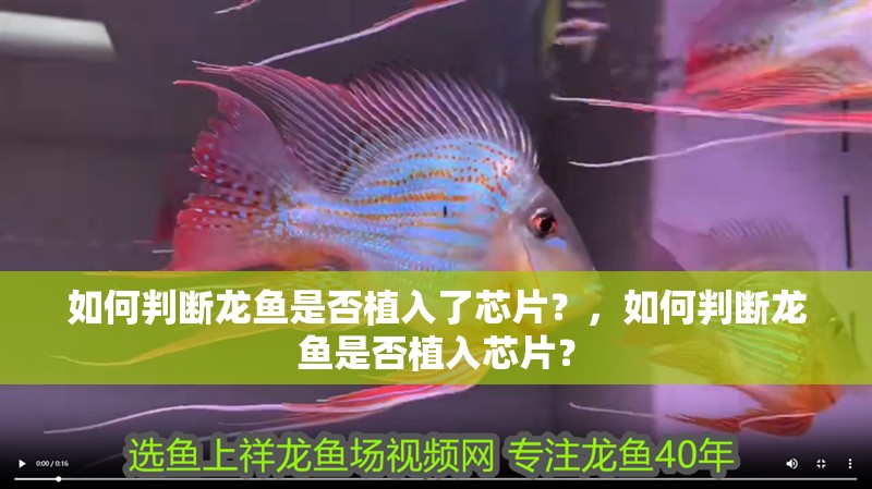 如何判斷龍魚是否植入了芯片?,如何判斷龍魚是否植入芯片?