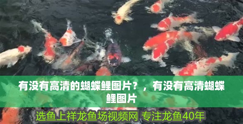 有沒有高清的蝴蝶鯉圖片？，有沒有高清蝴蝶鯉圖片