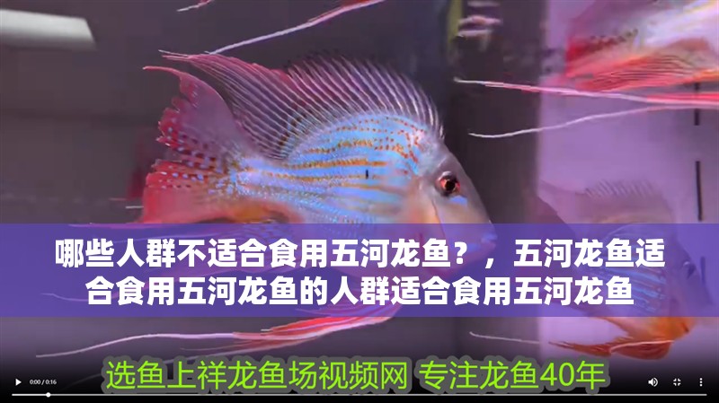 哪些人群不適合食用五河龍魚?,五河龍魚適合食用五河龍魚的人群適合食用五河龍魚