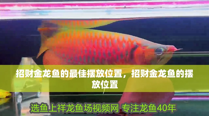 招財金龍魚的最佳擺放位置，招財金龍魚的擺放位置