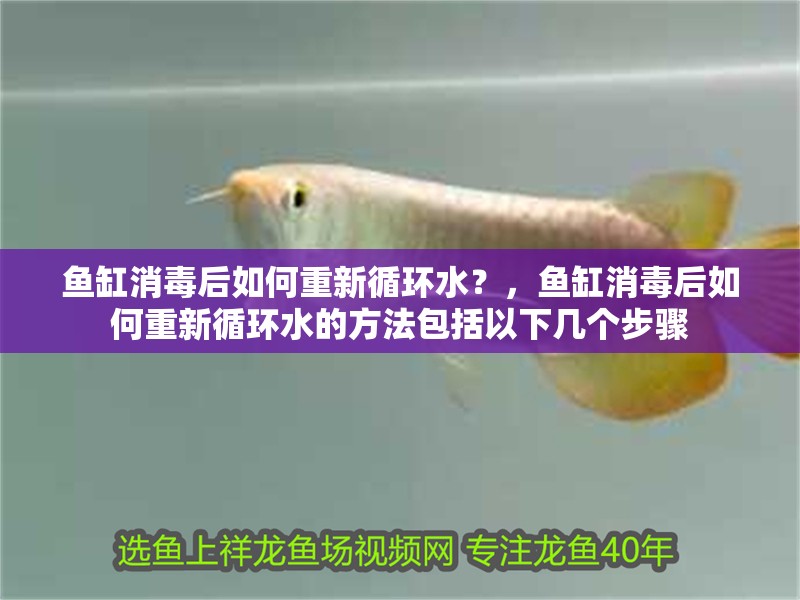 魚缸消毒后如何重新循環水？，魚缸消毒后如何重新循環水的方法包括以下幾個步驟