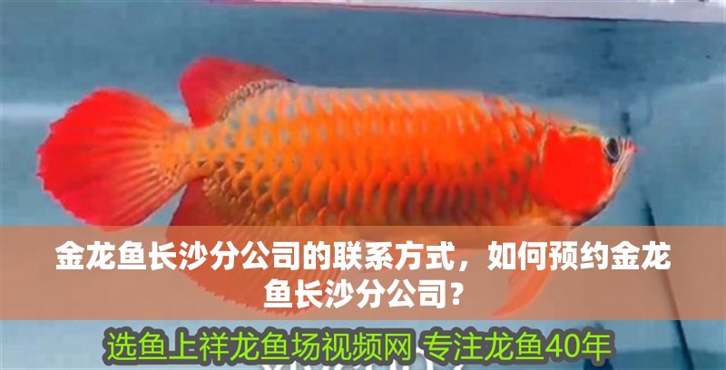 金龍魚長沙分公司的聯系方式，如何預約金龍魚長沙分公司？
