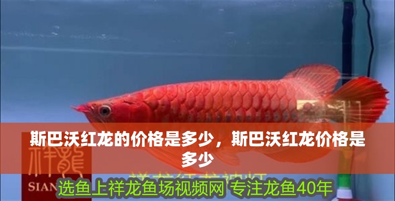 斯巴沃紅龍的價格是多少，斯巴沃紅龍價格是多少