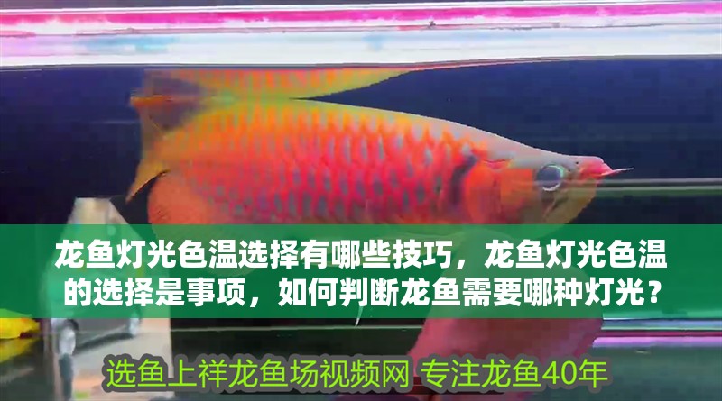 龍魚燈光色溫選擇有哪些技巧，龍魚燈光色溫的選擇是事項，如何判斷龍魚需要哪種燈光？