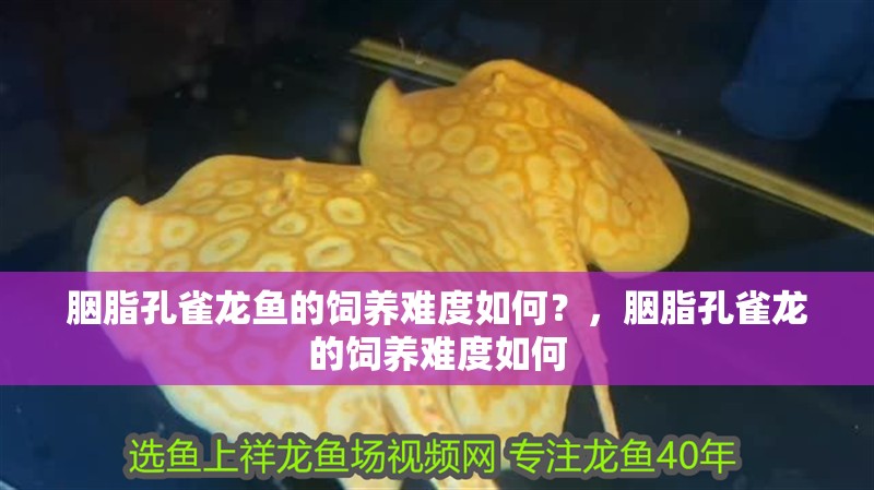 胭脂孔雀龍魚的飼養難度如何?,胭脂孔雀龍的飼養難度如何