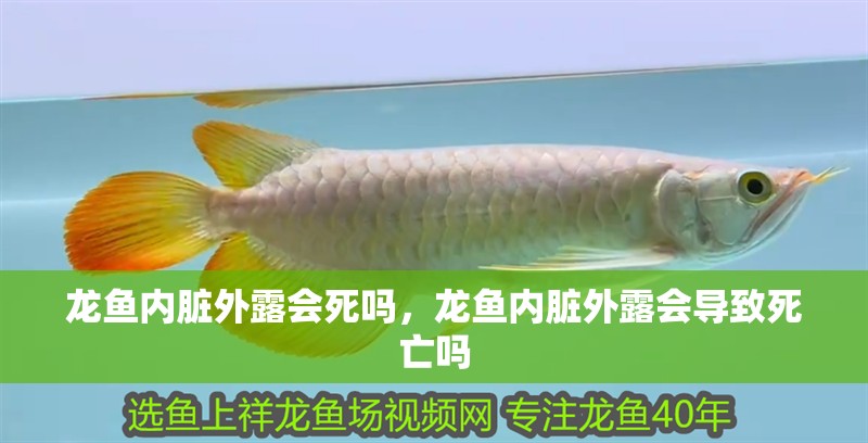 龍魚內臟外露會死嗎，龍魚內臟外露會導致死亡嗎