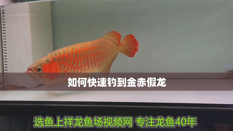 如何快速釣到金赤假龍