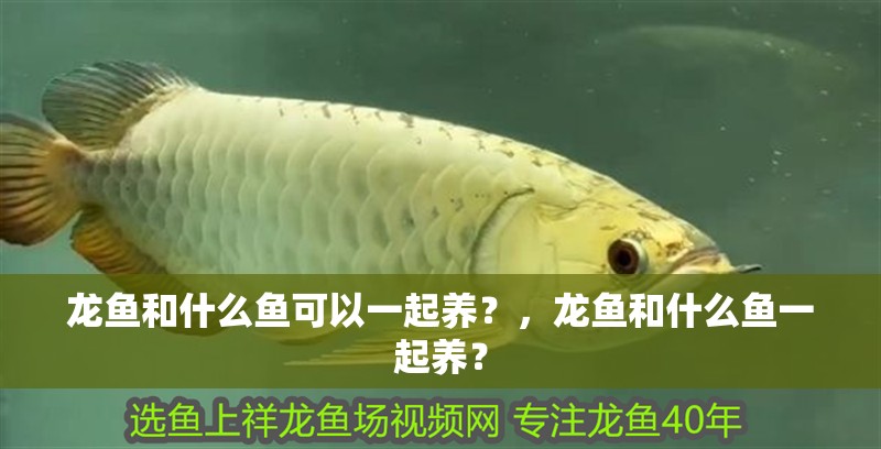 龍魚和什么魚可以一起養？，龍魚和什么魚一起養？