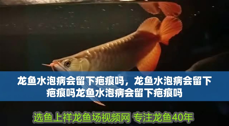 龍魚(yú)水泡病會(huì)留下疤痕嗎，龍魚(yú)水泡病會(huì)留下疤痕嗎龍魚(yú)水泡病會(huì)留下疤痕嗎