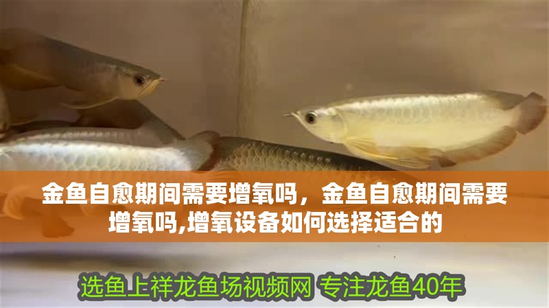 金魚自愈期間需要增氧嗎，金魚自愈期間需要增氧嗎,增氧設備如何選擇適合的