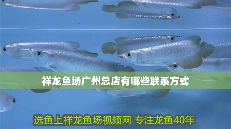 祥龍魚場廣州總店有哪些聯系方式