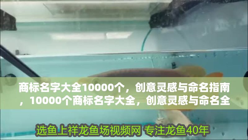 商標名字大全10000個，創(chuàng)意靈感與命名指南，10000個商標名字大全，創(chuàng)意靈感與命名全指南 商標名字大全10000個，創(chuàng)意靈感與命名指南，10000個商標名字大全，創(chuàng)意靈感與命名全指南 龍魚百科 第1張