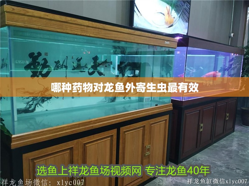 哪種藥物對龍魚外寄生蟲最有效