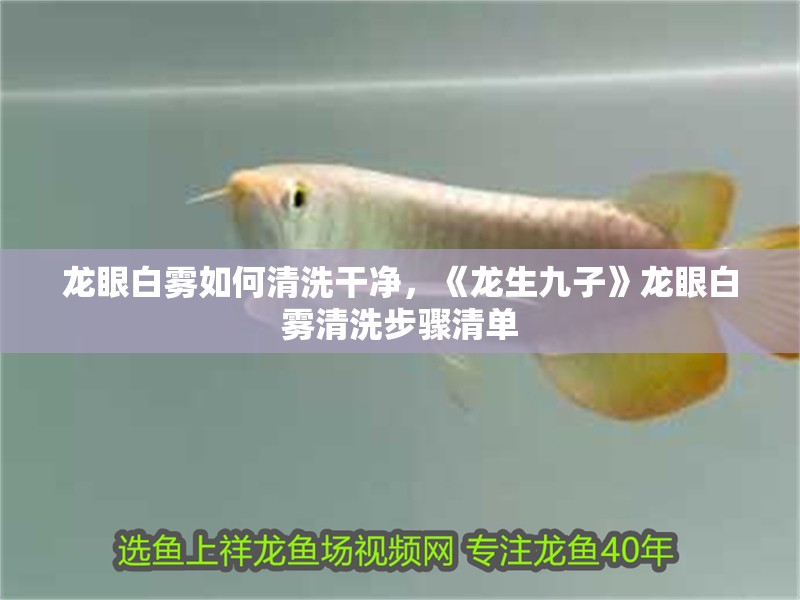 龍眼白霧如何清洗干凈，《龍生九子》龍眼白霧清洗步驟清單