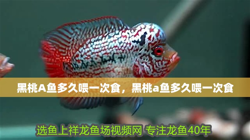 黑桃A魚(yú)多久喂一次食，黑桃a魚(yú)多久喂一次食