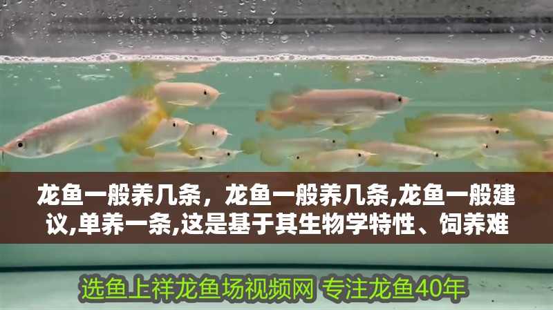 龍魚一般養幾條，龍魚一般養幾條,龍魚一般建議,單養一條,這是基于其生物學特性、飼養難度和觀賞價值綜合考量后的最優選擇