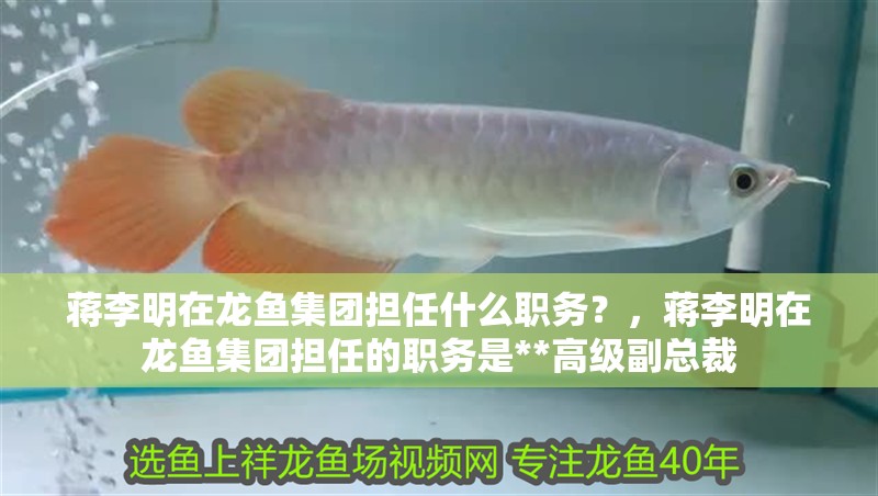 蔣李明在龍魚集團擔任什么職務？，蔣李明在龍魚集團擔任的職務是**高級副總裁