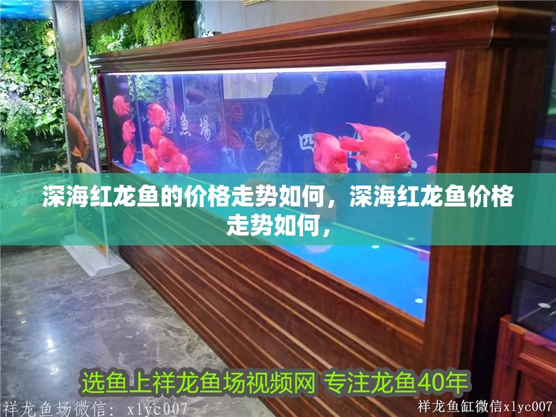 深海紅龍魚(yú)的價(jià)格走勢(shì)如何，深海紅龍魚(yú)價(jià)格走勢(shì)如何，