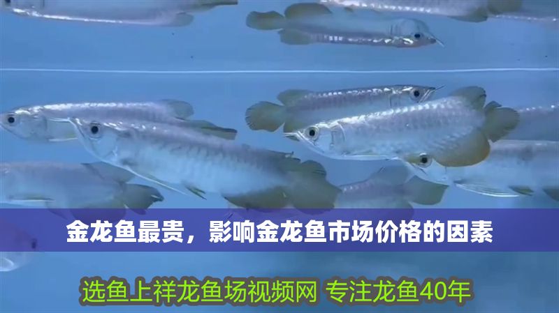 金龍魚最貴，影響金龍魚市場價格的因素