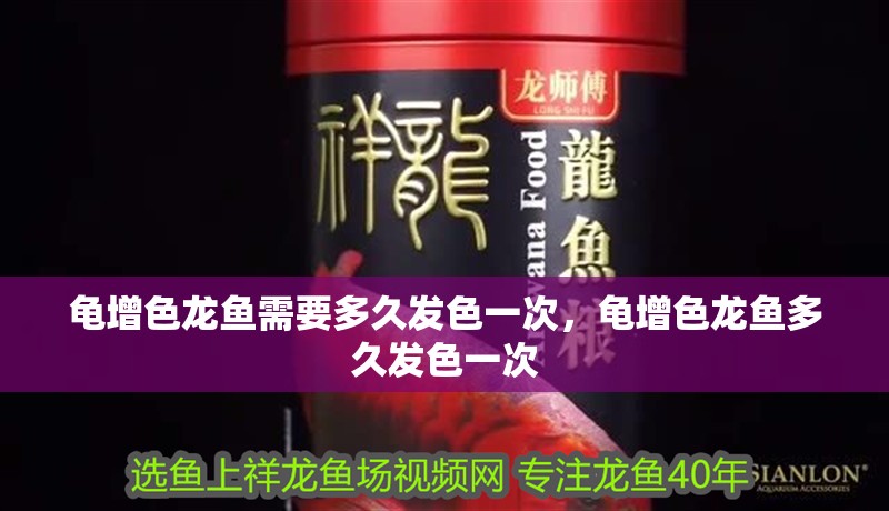 龜增色龍魚需要多久發色一次，龜增色龍魚多久發色一次