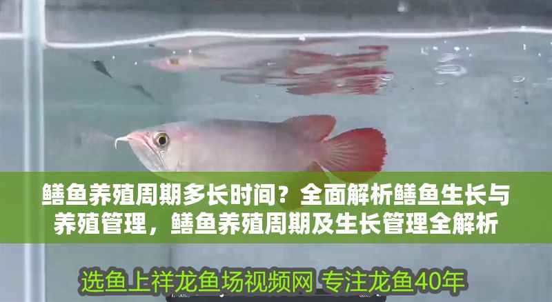 鱔魚養(yǎng)殖周期多長時間？全面解析鱔魚生長與養(yǎng)殖管理，鱔魚養(yǎng)殖周期及生長管理全解析