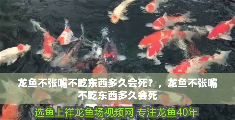 龍魚不張嘴不吃東西多久會死？，龍魚不張嘴不吃東西多久會死