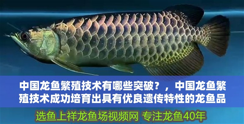 中國龍魚繁殖技術有哪些突破？，中國龍魚繁殖技術成功培育出具有優良遺傳特性的龍魚品種
