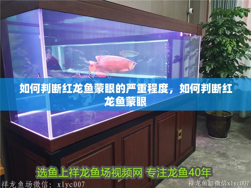 如何判斷紅龍魚蒙眼的嚴(yán)重程度，如何判斷紅龍魚蒙眼
