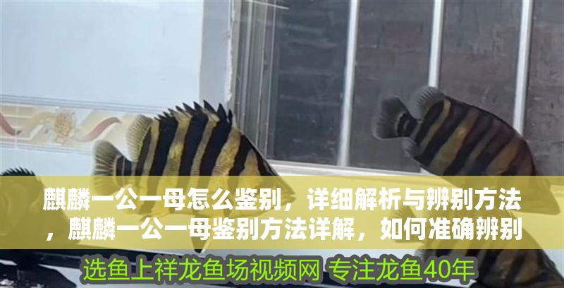 麒麟一公一母怎么鑒別，詳細解析與辨別方法，麒麟一公一母鑒別方法詳解，如何準確辨別雌雄麒麟