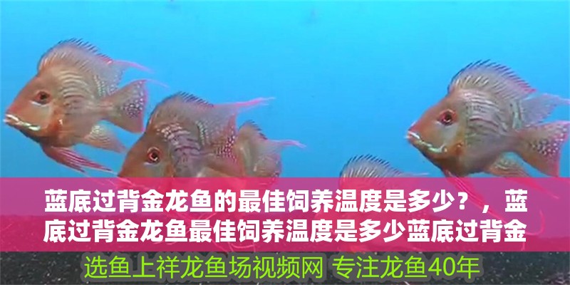 藍底過背金龍魚的最佳飼養溫度是多少？，藍底過背金龍魚最佳飼養溫度是多少藍底過背金龍魚的最佳飼養技巧
