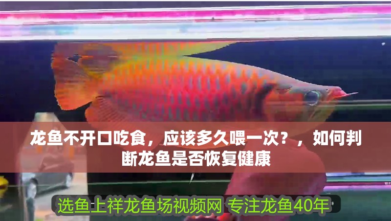 龍魚不開口吃食，應(yīng)該多久喂一次？，如何判斷龍魚是否恢復(fù)健康