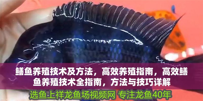 鱔魚養殖技術及方法，高效養殖指南，高效鱔魚養殖技術全指南，方法與技巧詳解