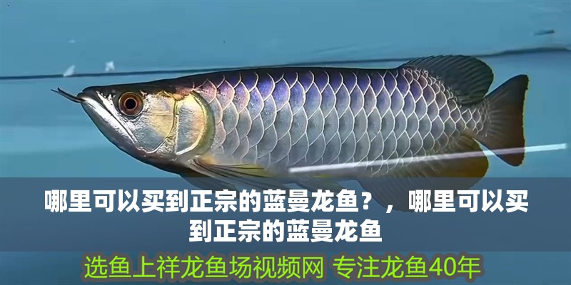 哪里可以買到正宗的藍曼龍魚？，哪里可以買到正宗的藍曼龍魚