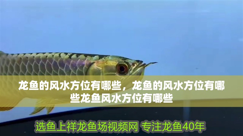 龍魚的風水方位有哪些，龍魚的風水方位有哪些龍魚風水方位有哪些