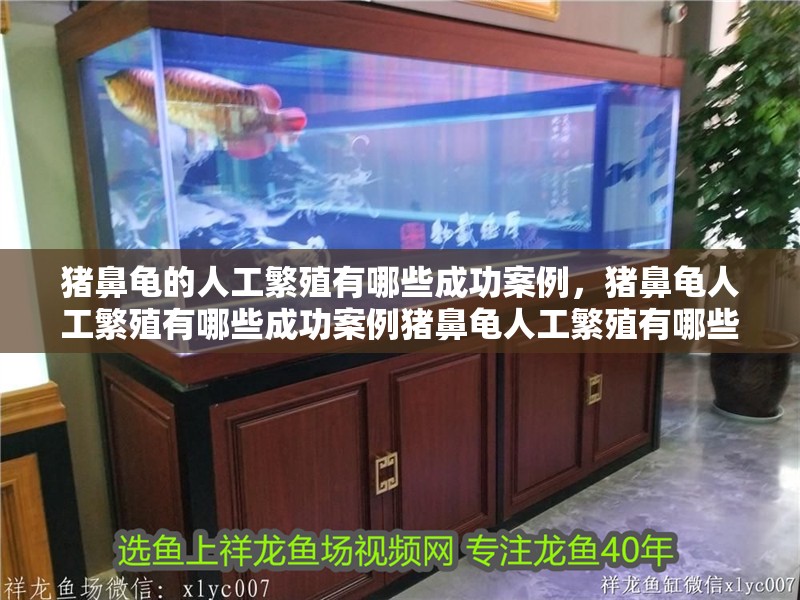 豬鼻龜的人工繁殖有哪些成功案例，豬鼻龜人工繁殖有哪些成功案例豬鼻龜人工繁殖有哪些成功案例