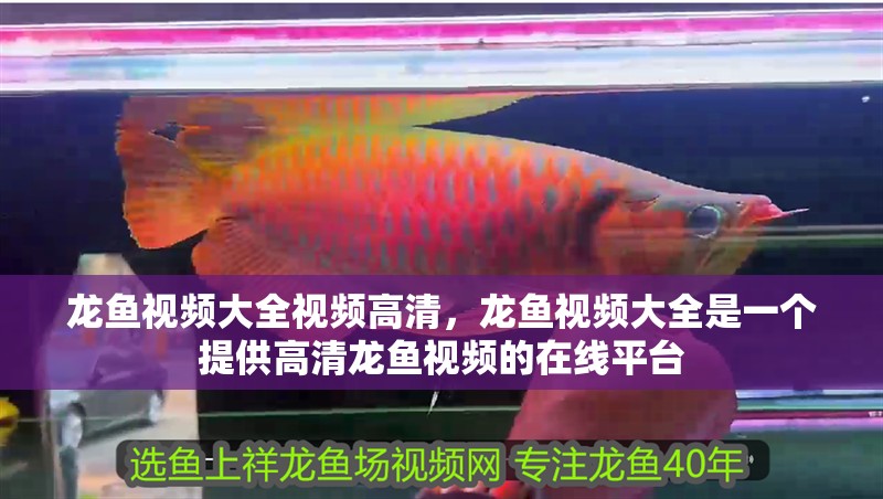龍魚視頻大全視頻高清，龍魚視頻大全是一個(gè)提供高清龍魚視頻的在線平臺(tái)