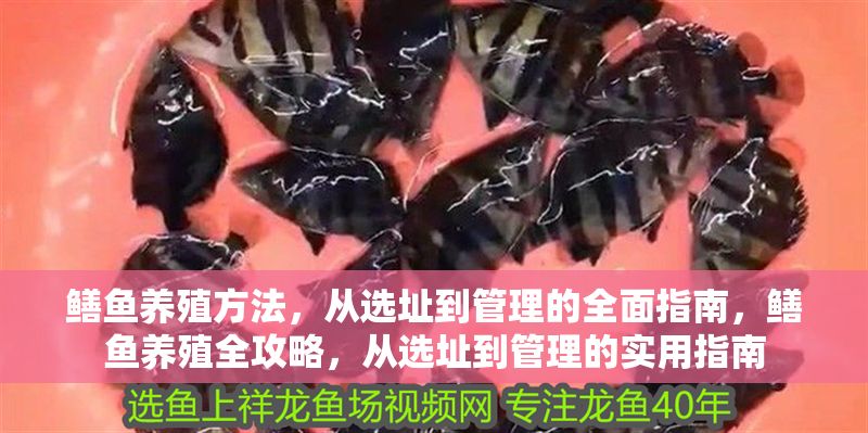 鱔魚養殖方法，從選址到管理的全面指南，鱔魚養殖全攻略，從選址到管理的實用指南